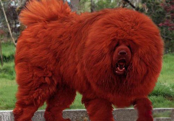 ����ҧ�����˵�������ʲô ҧ��������Ϊʲô