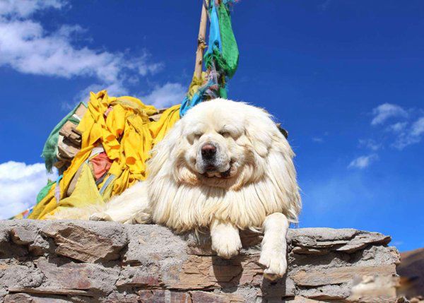 ����ҧ�����˵�������ʲô ҧ��������Ϊʲô