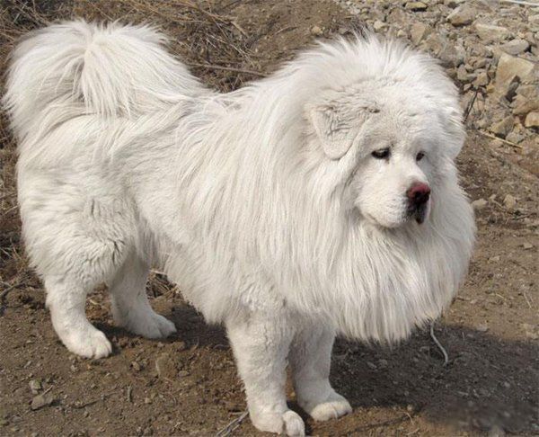 ����ҧ�����˵�������ʲô ҧ��������Ϊʲô