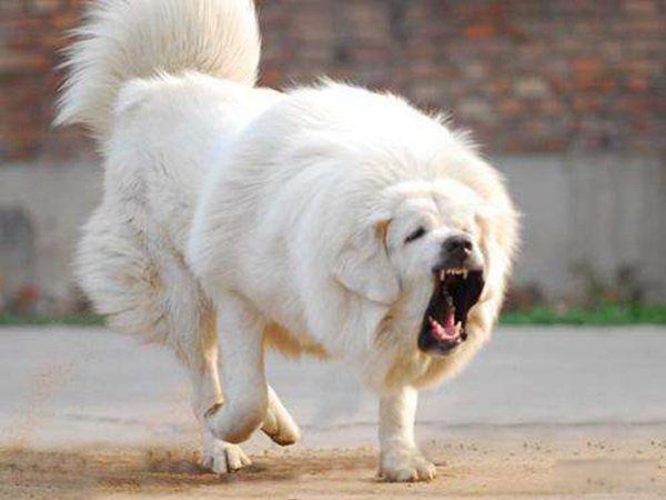 ����ҧ�����˵�������ʲô ҧ��������Ϊʲô