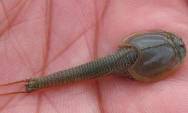 三眼恐龙虾价值多少钱一只 活化石三眼恐龙虾怎么养