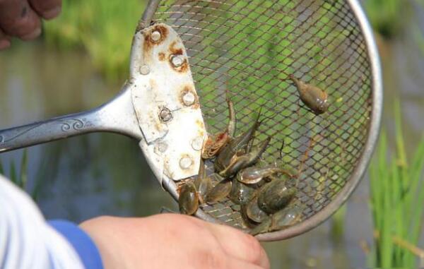 ���ۿ���Ϻ��ֵ����Ǯһֻ �ʯ���ۿ���Ϻ��ô��