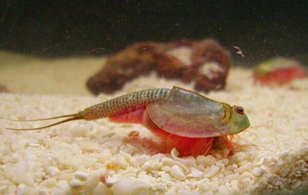 ���ۿ���Ϻ��ֵ����Ǯһֻ �ʯ���ۿ���Ϻ��ô��