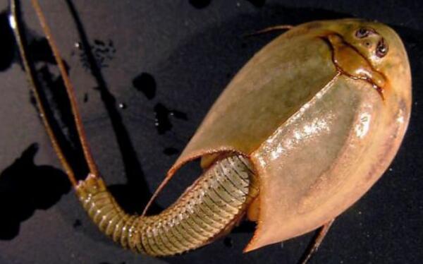 ���ۿ���Ϻ��ֵ����Ǯһֻ �ʯ���ۿ���Ϻ��ô��