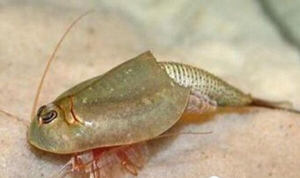 ���ۿ���Ϻ��ֵ����Ǯһֻ �ʯ���ۿ���Ϻ��ô��