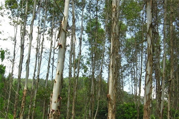 ��ߵ���156�� �Ĵ���������������ʲô����ͼƬ