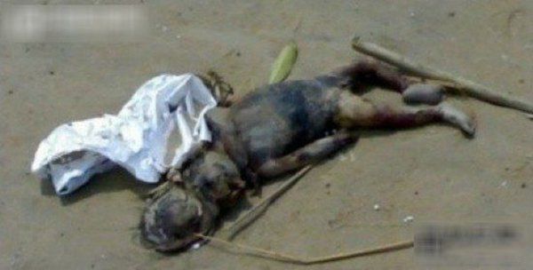 ˮ��ˮ���ж�ֲ� �㶫ˮ��ץ��ˮ����ʵͼƬ������