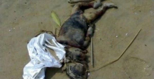 ˮ��ˮ���ж�ֲ� �㶫ˮ��ץ��ˮ����ʵͼƬ������