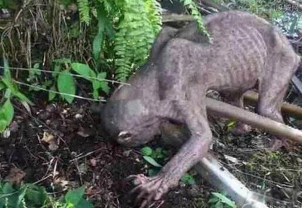 ˮ��ˮ���ж�ֲ� �㶫ˮ��ץ��ˮ����ʵͼƬ������