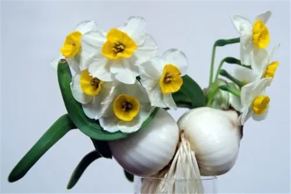 水仙花的寓意和象征表达什么意思 水仙花花语解释
