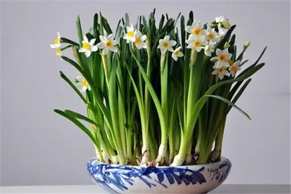 水仙花的寓意和象征表达什么意思 水仙花花语解释