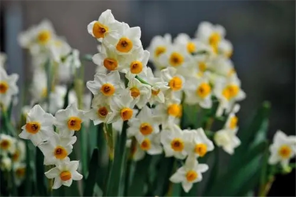 水仙花的寓意和象征表达什么意思 水仙花花语解释