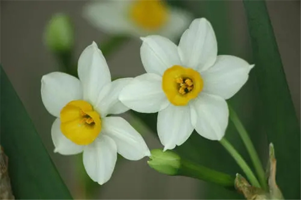 水仙花的寓意和象征表达什么意思 水仙花花语解释