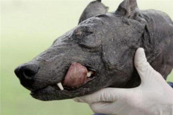 卓柏卡布拉真实图片 神秘生物卓柏卡布拉是什么动物