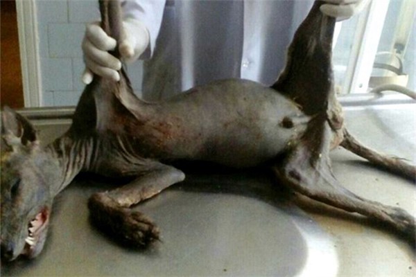卓柏卡布拉真实图片 神秘生物卓柏卡布拉是什么动物