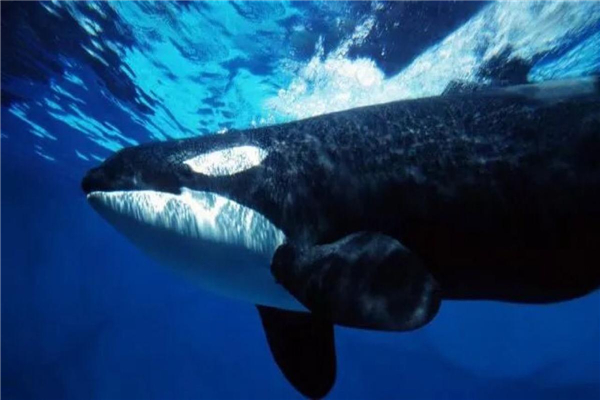 �������������½����������� ����ľ�������ʲô����������