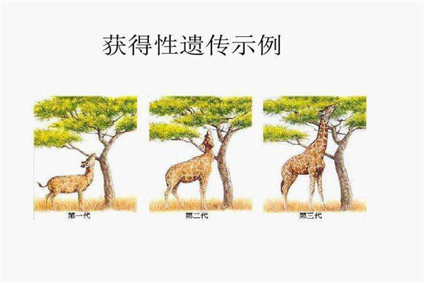 ������Ŵ���ʲô��˼ ��ô���������Ŵ��ĺ���