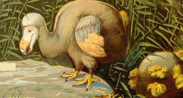 ����·ЧӦ��ʲô��˼ ����Ԥ�Գɹ��İ���