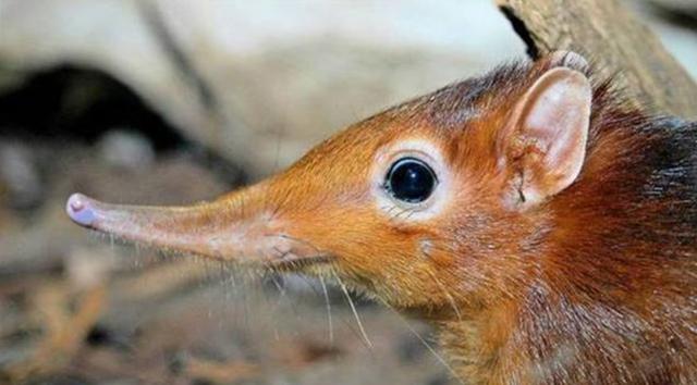 ����·ЧӦ��ʲô��˼ ����Ԥ�Գɹ��İ���