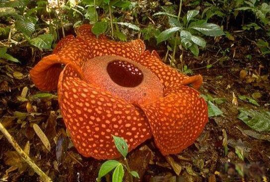 ʳ�˻�ͼƬ��ʵ��Ƭ ������Σ�յĳ���ֲ��