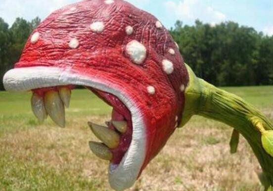 ʳ�˻�ͼƬ��ʵ��Ƭ ������Σ�յĳ���ֲ��