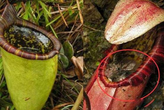 ʳ�˻�ͼƬ��ʵ��Ƭ ������Σ�յĳ���ֲ��