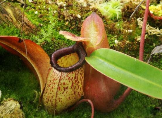 ʳ�˻�ͼƬ��ʵ��Ƭ ������Σ�յĳ���ֲ��