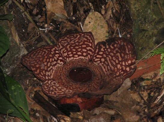 ʳ�˻�ͼƬ��ʵ��Ƭ ������Σ�յĳ���ֲ��