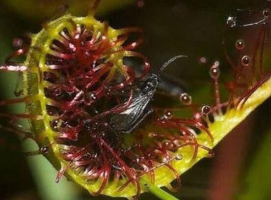 ʳ�˻�ͼƬ��ʵ��Ƭ ������Σ�յĳ���ֲ��