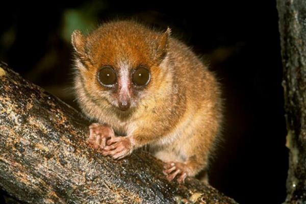 �������ʲô�����Σ������ ����������С�Ķ�����