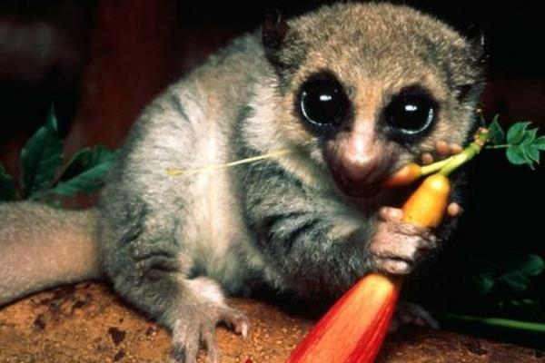 �������ʲô�����Σ������ ����������С�Ķ�����