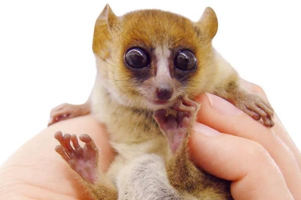 �������ʲô�����Σ������ ����������С�Ķ�����