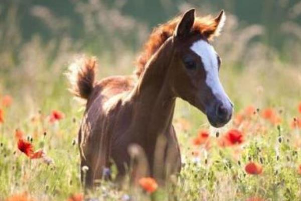 1990年属什么生肖 1990年属马是什么命