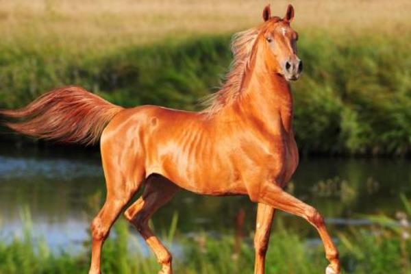 1990年属什么生肖 1990年属马是什么命