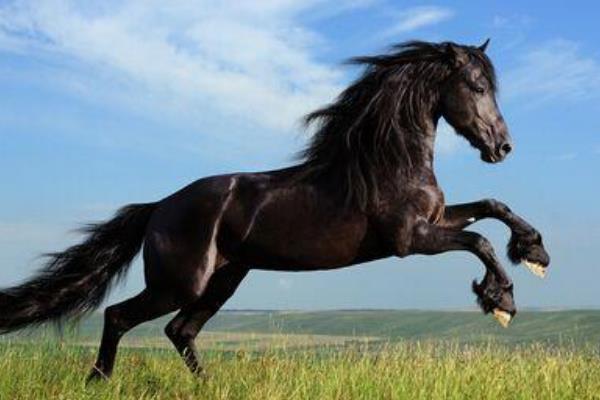 1990年属什么生肖 1990年属马是什么命