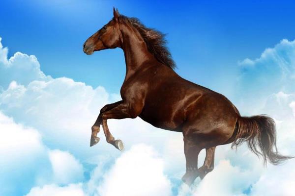 1990年属什么生肖 1990年属马是什么命