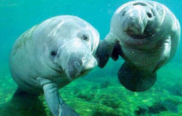 以色列美人鱼事件视频怎么回事 慢镜头分析是真是假呢