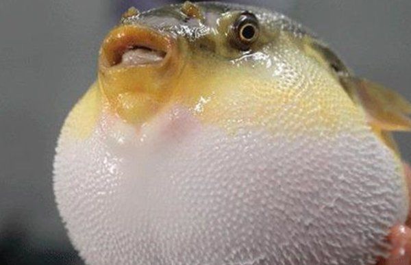 ���ﷱֳ�ķ�ʽ���ļ��� ʮ�ֶ���ķ�ֳ��ʽ�㻹֪����Щ