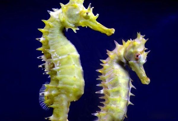 ���ﷱֳ�ķ�ʽ���ļ��� ʮ�ֶ���ķ�ֳ��ʽ�㻹֪����Щ