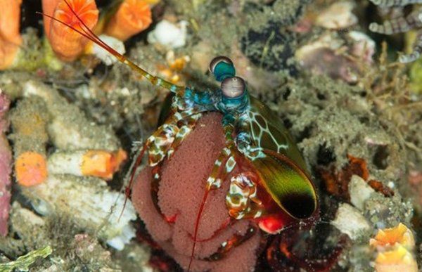 ���ﷱֳ�ķ�ʽ���ļ��� ʮ�ֶ���ķ�ֳ��ʽ�㻹֪����Щ