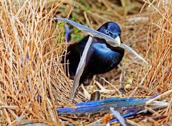 ���ﷱֳ�ķ�ʽ���ļ��� ʮ�ֶ���ķ�ֳ��ʽ�㻹֪����Щ