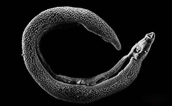 ���ﷱֳ�ķ�ʽ���ļ��� ʮ�ֶ���ķ�ֳ��ʽ�㻹֪����Щ