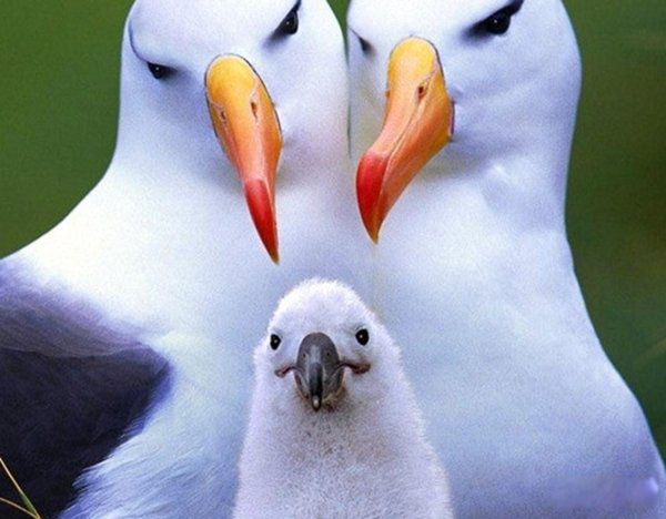 ���ﷱֳ�ķ�ʽ���ļ��� ʮ�ֶ���ķ�ֳ��ʽ�㻹֪����Щ