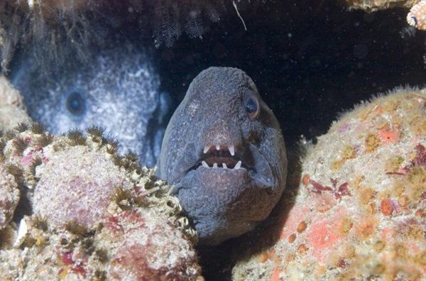 ���ﷱֳ�ķ�ʽ���ļ��� ʮ�ֶ���ķ�ֳ��ʽ�㻹֪����Щ