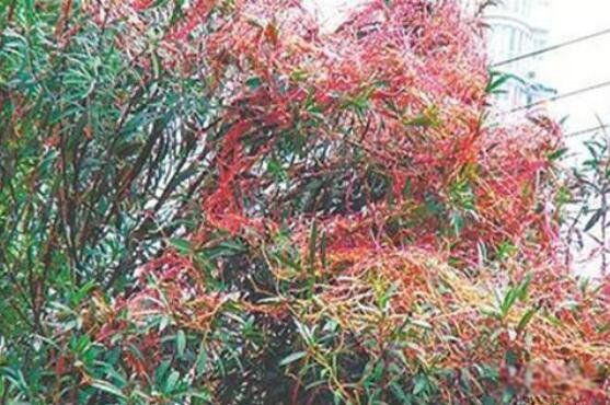 吸血树是什么植物 吸人血视频真实图片