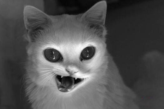 è����̫̫����ʵ���ڵ��� �й�è����̫̫��ʵ��������