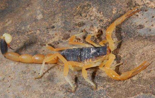 ��ɫ�н�Ы�ܶ������� ������ɫ�н�Ы�����ж�ǿ