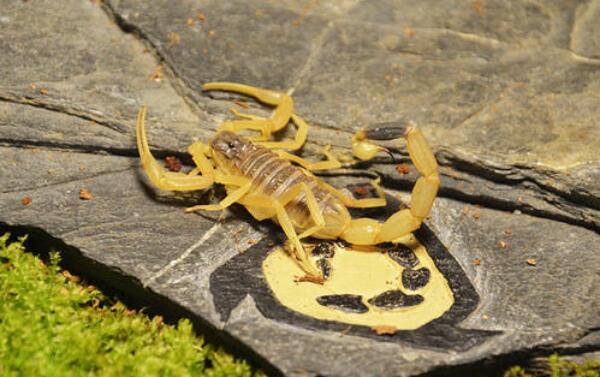 ��ɫ�н�Ы�ܶ������� ������ɫ�н�Ы�����ж�ǿ