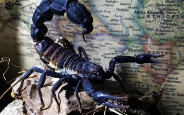 ��ɫ�н�Ы�ܶ������� ������ɫ�н�Ы�����ж�ǿ