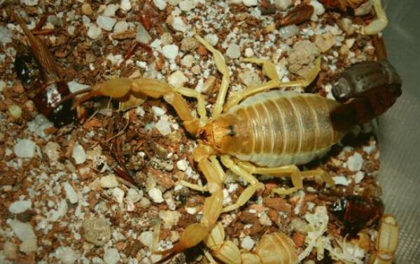 ��ɫ�н�Ы�ܶ������� ������ɫ�н�Ы�����ж�ǿ